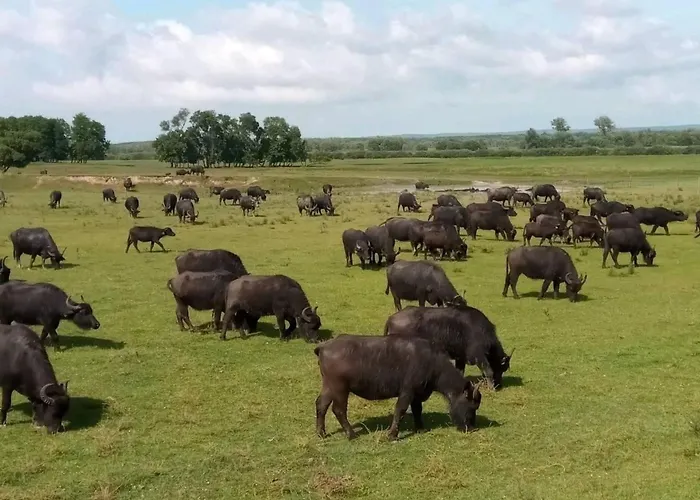 Schoene In By Interhome Apartamento Zalakaros